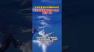 遇致命虎鲨躲过一劫Avoid a disaster in case of a deadly tiger shark