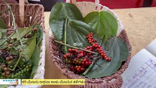 ಕರಿ ಮೆಣಸು ಅಥವಾ ಕಾಳು ಮೆಣಸಿನ ತಳಿಗಳು||black pepper varieties||