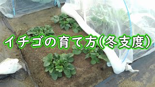 Growing strawberries in the ground：overwinter outdoor-grown strawberries (strawberry winter care)