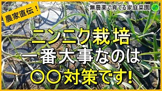 【にんにく栽培】今から始める病気予防のコツ【有機農家直伝！無農薬で育てる家庭菜園】 23/11/23