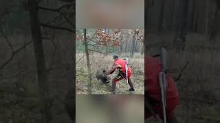 Aggressive Wild Boar
