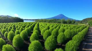 Blue kochia and beautiful Mt.Fuji August 25, 2023