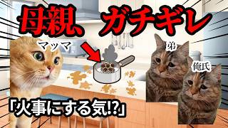 二人で母親のために料理した結果、母親にブチギレられてしまいました...#猫ミーム #猫マニ