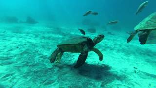 Turtle Cleaning Station | Maui Hawaii