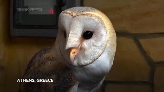 The barn owls bringing Arab and Israeli scientists together