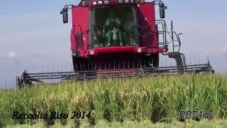 Rice Harvest 2014 - CASE IH 8120 Axial-Flow Draper Head 2152 - 20 & New Holland T7050