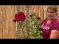 rose of sharon vs hibiscus