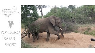 Elephants digging for water