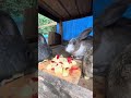 bunny munch ep.5