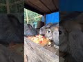 bunny munch ep.5