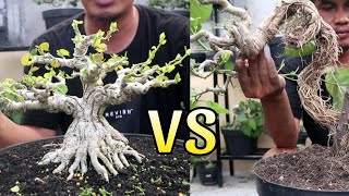 Konsep Bonsai Naturalis VS Ekspresionis