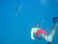 ocean riders jarek swim with dolphins