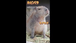 Capybara