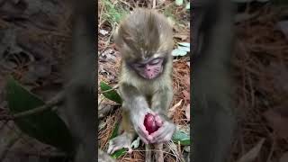 cute baby Cutest Baby Eating Moments - Baby Awesome Videos 😂🤣#shorts#trending#youtubeshorts#ytshorts
