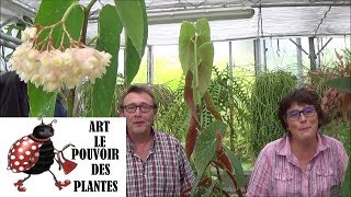 Tuto jardinage :Tamaya, bégonia bambou, Begonia maculata: entretien et arrosage: