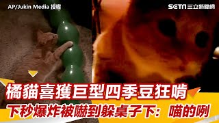 橘貓喜獲巨型四季豆狂啃 下秒爆炸被嚇到躲桌子下：喵的咧｜三立新聞網 SETN.com