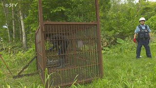 「人が襲われたのは初めて」　雨竜で道職員クマに襲われる　箱わな設置し警戒