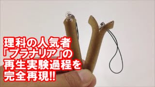 プラナリアの再生実験ストラップ japanese capsule toy ガチャポン ガシャポン ガチャ 【遊you ガチャガチャ 紹介動画】