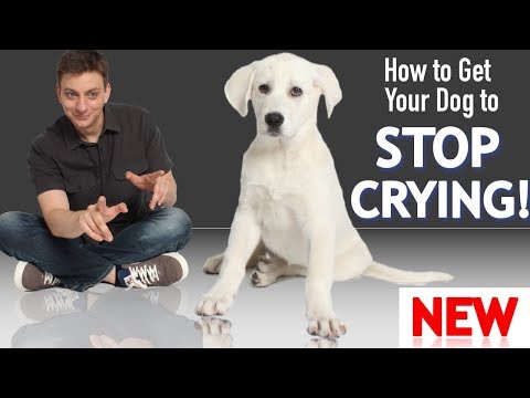 How to Get Your Puppy To Stop Crying and Whining! How to Get Your Puppy To Stop Crying and Whining!