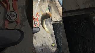 How to plug frog for fishing on the boat, របៀប​ដោតកង្កែប បបក់ត្រី, ប្រើទូកត្នោត.