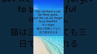 Japanese Quotes with English Translation 2020 (video 002)