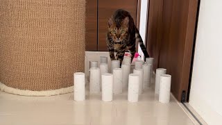 猫は障害物を倒さずに通れるのか!?やってみました～☆最初におまけ動画があります☆【ベンガル猫】