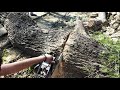 Cutting Down Biggest Tree Chainsaw Machine  | Nature Talkies