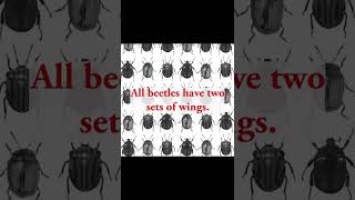 IPM Shorts: Beetles Fun Facts