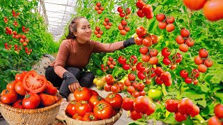 Harvest \u0026 Cooking Tomato and Vegetables - Daily Vlog | Vietnamese Harvesting