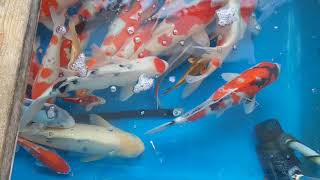 Playtube Pk Ultimate Video Sharing Website