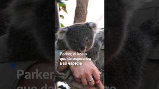 #koala que da esperanza a su especie
