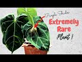 Secrets of Anthurium magnificum (Extremely Rare Plant) 🍃 Guide-Good & Bad effect //GreenStuff - EP04