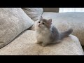 ソファでもちもちしてます🍡 ミヌエット子猫 ミヌエット短足 cat kitten 子猫