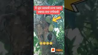 ପଣସ ଗଛରେ ଆତ