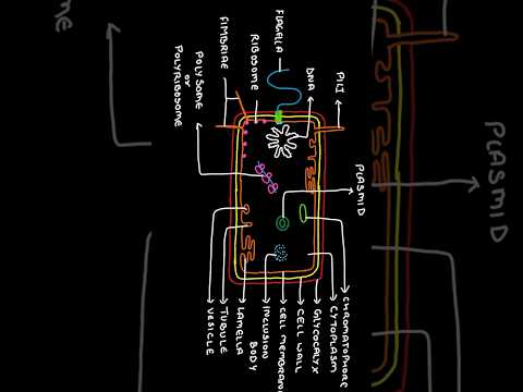 Detailed structure of bacterial cells Diagram of prokaryotic cells #biology #science #bacteria