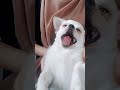 【かわいいチワワ】犬のあくび