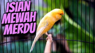 SUARA BURUNG KENARI GACOR CENGKOK MEWAH!! MASTERAN KENARI ISIAN SIKATAN LONDO MIX BLACKTHROAT GACOR