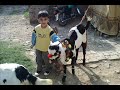 junaid mamu qurbani