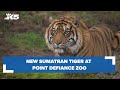 Sumatran tiger makes his first public appearance at Point Defiance Zoo