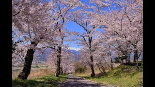 春の信州への旅（４Ｋ）