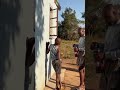 Baba Hazvi vorayira Mwana zvemumusha
