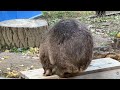 【wombat】お尻もcuteなフクちゃん☆ cute butt