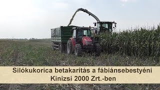 Silókukorica betakarítás a fábiánsebestyéni Kinizsi 2000 Zrt.-ben