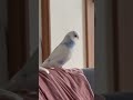 ご機嫌インコ　チャッピー歌を歌う