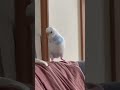 ご機嫌インコ　チャッピー歌を歌う