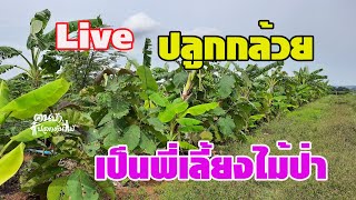 Live ปลูกกล้วยเป็นพี่เลี้ยงไม้ป่าดีแบบนี้//คนบ้าปลูกต้นไม้