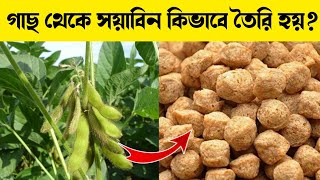 গাছ থেকে সয়াবিন কিভাবে তৈরি হয়? How soyabean is made in Factory in Bengali