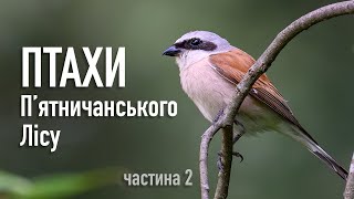 Птахи Пʼятничанського лісу | Частина 2 | Birds of Vinnytsia, Ukraine