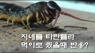 영강 타란튤라먹이로 중국왕지네를 줬더니 반응?