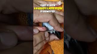 How to Safely Remove a Nose Stone from a Parrot  #animals